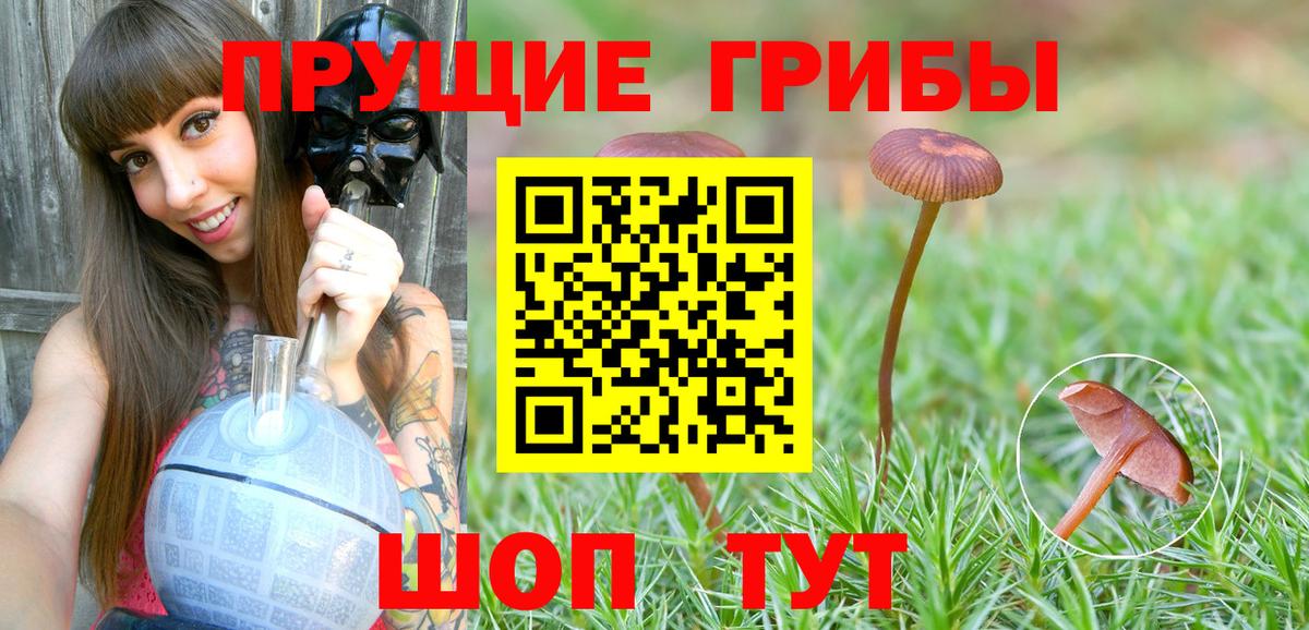 Пугачёв  цена   Вход с VPN  Галлюциногенные грибы Psilocybe 